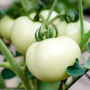 White Cherry Tomato Live Plants 2-Pack, 4 Inch Pot, 6-8 Inch Tall Starter - Image 5