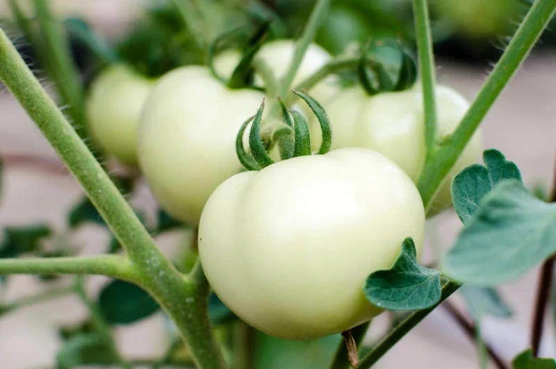 White Cherry Tomato Live Plants 2-Pack, 4 Inch Pot, 6-8 Inch Tall Starter - Image 5