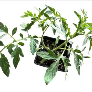 White Cherry Tomato Live Plants 2-Pack, 4 Inch Pot, 6-8 Inch Tall Starter - Image 6