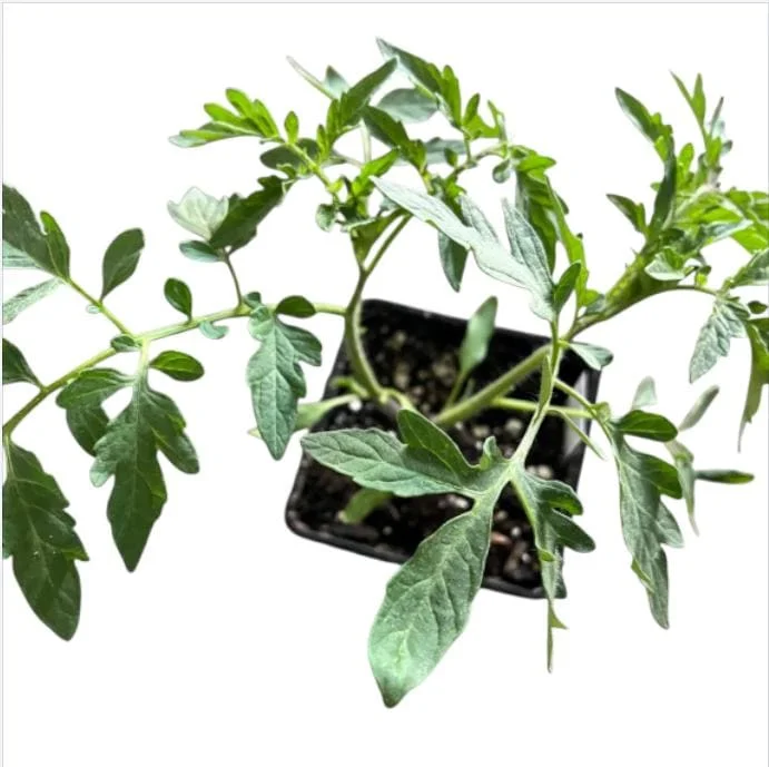 White Cherry Tomato Live Plants 2-Pack, 4 Inch Pot, 6-8 Inch Tall Starter - Image 6