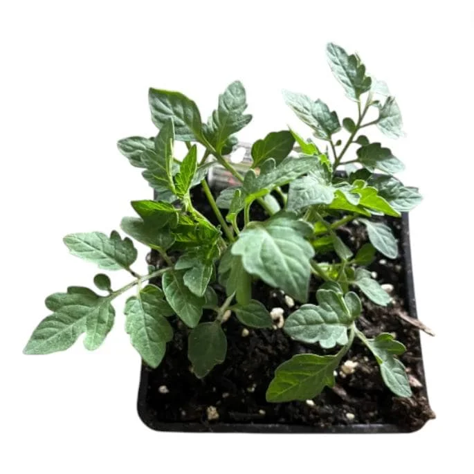 White Cherry Tomato Live Plants 2-Pack, 4 Inch Pot, 6-8 Inch Tall Starter - Image 7