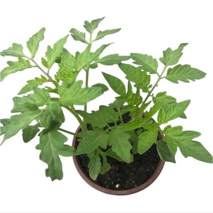 White Cherry Tomato Live Plants 2-Pack, 4 Inch Pot, 6-8 Inch Tall Starter - Image 8