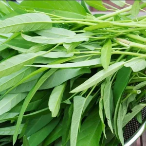 White Chinese Water Spinach Seeds – 1200 Seeds for Planting – Easy Grow – Warm Climate - Image 2
