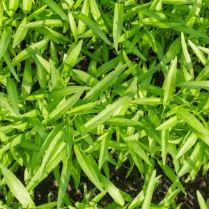 White Chinese Water Spinach Seeds – 1200 Seeds for Planting – Easy Grow – Warm Climate - Image 3
