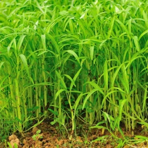 White Chinese Water Spinach Seeds – 1200 Seeds for Planting – Easy Grow – Warm Climate - Image 6