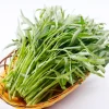 White Chinese Water Spinach Seeds – 1200 Seeds for Planting – Easy Grow – Warm Climate - Image 1