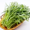 White Chinese Water Spinach Seeds for Planting – 1200 Seeds – Warm Weather Vegetable - Image 1