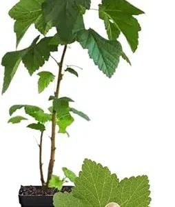 White Currant Bush Live Plant – Sweet Currant Shrub – 3.5