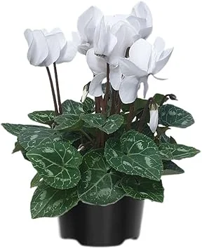 White Cyclamen Live Plant – 4" Pot – Hardy Houseplant & Garden Flower - Image 4