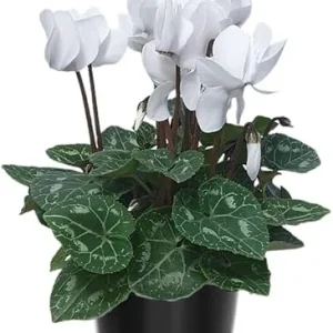 White Cyclamen Live Plant – 4