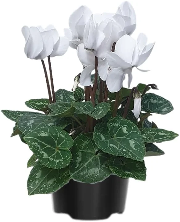 White Cyclamen Live Plant – 4" Pot – Hardy Houseplant & Garden Flower - Image 6