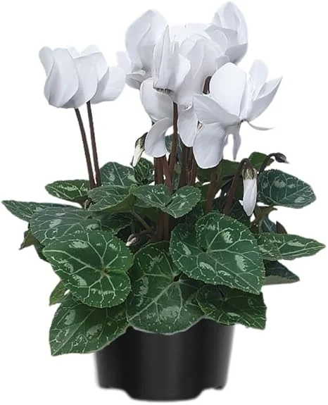 White Cyclamen Live Plant – 4" Pot – Hardy Houseplant & Garden Flower - Image 7