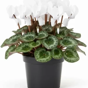 White Cyclamen Live Plant in 4