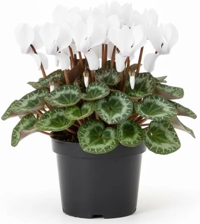 White Cyclamen Live Plant in 4" Pot – Vibrant Winter Blooms, Indoor/Outdoor - Image 2