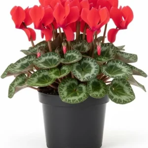 White Cyclamen Live Plant in 4