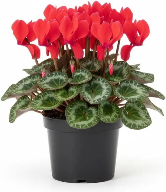 White Cyclamen Live Plant in 4" Pot – Vibrant Winter Blooms, Indoor/Outdoor - Image 1