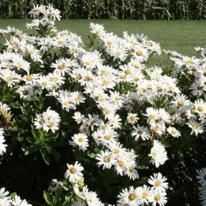 White Daisy Live Plant – Perennial Outdoor Garden Flowers 3-6 Inch Tall - Image 4
