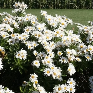 White Daisy Live Plant – Perennial Outdoor Garden Flowers 3-6 Inch Tall - Image 7