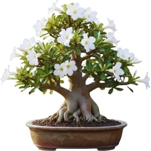 White Desert Rose Live Plant - 5-7 Inches Tall - Perennial Flowering Succulent - Indoor/Outdoor - Image 6