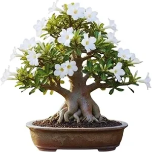 White Desert Rose Live Plant - 5-7 Inches Tall - Perennial Flowering Succulent - Indoor/Outdoor - Image 7