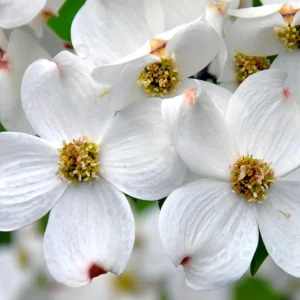 White Dogwood Tree Live Plant 1 Ft Bare Root - Flowering & Cold Hardy Outdoor - Image 3