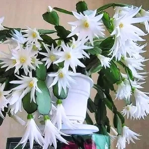 White Easter Cactus Live Plant – 4-9” Tall Rooted Holiday Succulent – Indoor/Outdoor - Image 2