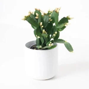White Easter Cactus Live Plant - Rhipsalidopsis Gaertneri - 5-7 inch Tall Succulent - Image 2
