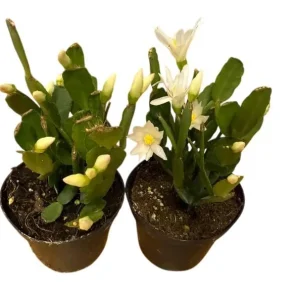 White Easter Cactus Live Plant - Rhipsalidopsis Gaertneri - 5-7 inch Tall Succulent - Image 3