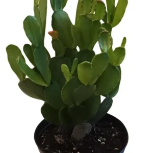 White Easter Cactus Live Plant - Rhipsalidopsis Gaertneri - 5-7 inch Tall Succulent - Image 4