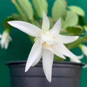 White Easter Cactus Live Plant - Rhipsalidopsis Gaertneri - 5-7 inch Tall Succulent - Image 5