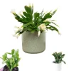 White Easter Cactus Live Plant - Rhipsalidopsis Gaertneri - 5-7 inch Tall Succulent - Image 1