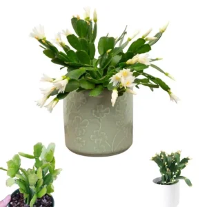 White Easter Cactus Live Plant - Rhipsalidopsis Gaertneri - 5-7 inch Tall Succulent - Image 1