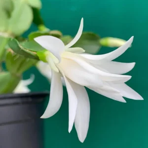 White Easter Cactus Live Plant - Rhipsalidopsis Gaertneri - 5-7 inch Tall Succulent - Image 6