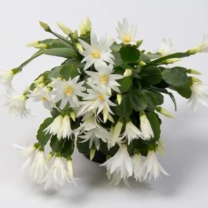White Easter Cactus Live Plant - Rhipsalidopsis Gaertneri - 5-7 inch Tall Succulent - Image 8
