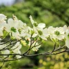 White Flowering Dogwood Tree – Live Plant – 1 Foot Tall – Outdoor Shrubs & Trees - Image 1
