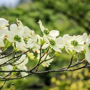 White Flowering Dogwood Tree – Live Plant – 1 Foot Tall – Outdoor Shrubs & Trees - Image 3
