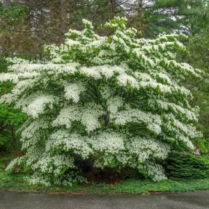 White Flowering Dogwood Tree Live Plant – 1 Foot Tall – Outdoor Deciduous Tree - Image 4