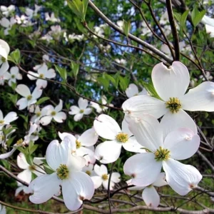 White Flowering Dogwood Tree Live Plant - Quart Pot, Outdoor Shrub - Image 3
