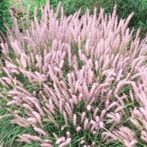 White Fountain Grass Live Plants – 2 Perennials – 5-9 Inches Tall – Outdoor Ornamental Grass - Image 3