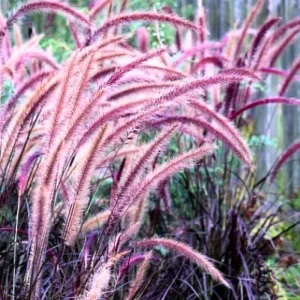 White Fountain Grass Live Plants – 2 Perennials – 5-9 Inches Tall – Outdoor Ornamental Grass - Image 4