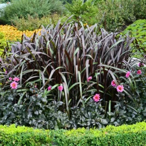 White Fountain Grass Live Plants – 2 Perennials – 5-9 Inches Tall – Outdoor Ornamental Grass - Image 1