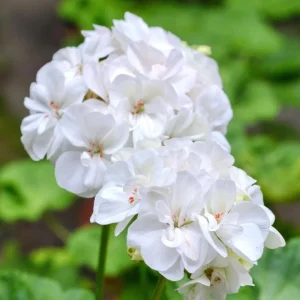 White Geranium Live Plant – Fragrant Pelargonium Flower – 5-8