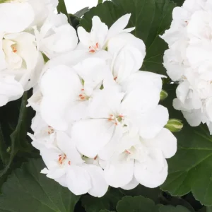 White Geranium Live Plant – Fragrant Pelargonium Flower – 5-8