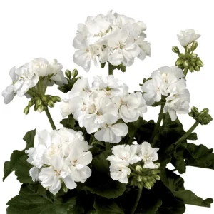 White Geranium Live Plant – Fragrant Pelargonium Flower – 5-8