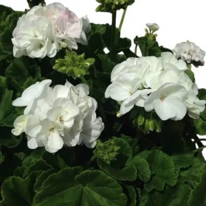 White Geranium Live Plant – Fragrant Pelargonium Flower – 5-8