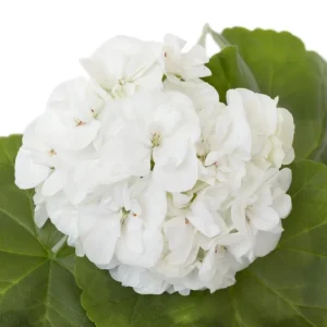 White Geranium Live Plant – Fragrant Pelargonium Flower – 5-8