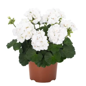 White Geranium Live Plant – Fragrant Pelargonium Flower – 5-8