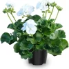 White Geranium Live Plants - 2-Pack 4-Inch Potted Flower for Outdoor Gardens - Image 1