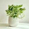 White Green Pothos Live Plant - Fully Rooted Houseplant - 3 Inch Pot - Image 1