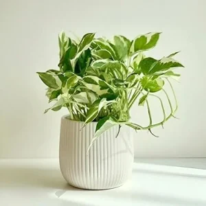 White Green Pothos Live Plant - Fully Rooted Houseplant - 3 Inch Pot - Image 6